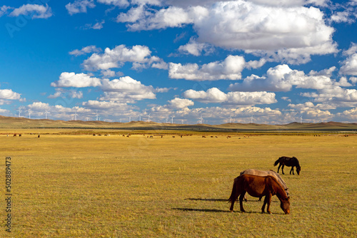 horses  in pasture with cloudy blue sky © jung