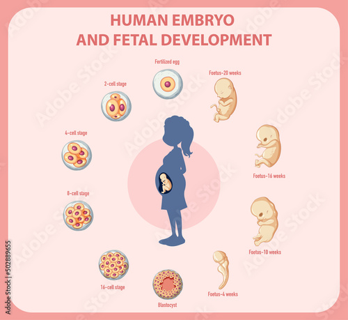 Human embryonic development in human infographic