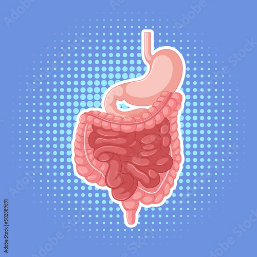 Human internal organ with intestine