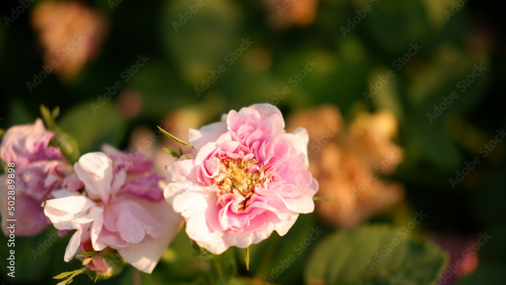 Blooming pink roses in the garden. Rosehipr oses on the Bush. Growing roses in the garden