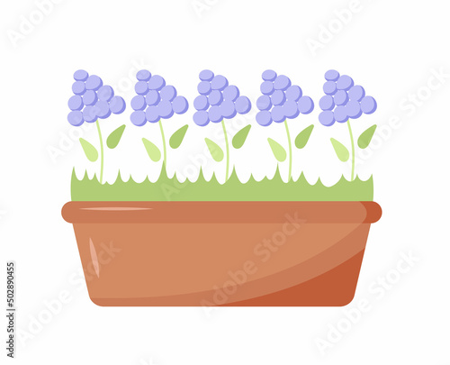 Flowers with grass in brown long horizontal flowerpot. Design elements for home, office interior.  Good for app, banner, poster, stickers. Vector illustration isolated on a white background