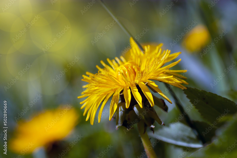 Macro photography of a yellow dandelion Macro photography of a yellow dandelion