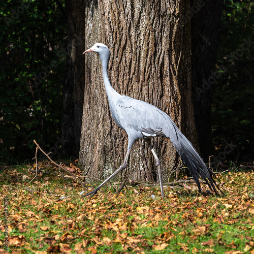 The Blue Crane, Grus paradisea, is an endangered bird photo