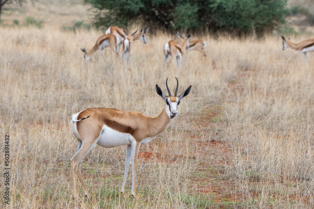 A Springbok (Antidorcas marsupialis) in Kalahari desert, Namibia A Springbok (Antidorcas marsupialis) in Kalahari desert, Namibia