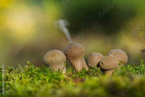 Puffball fungus (Lycoperdon perlatum) spores reproduction smoke mushroom photo
