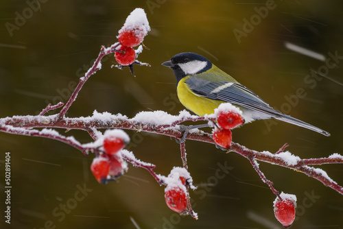 Great Tit (Parus major) on a branch - winter.