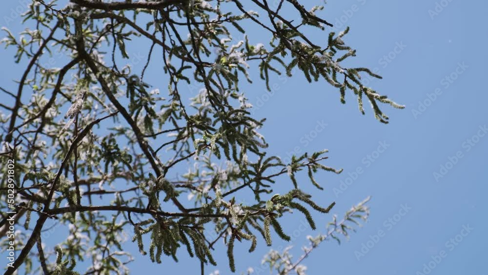 Aspen tree blossom, falling pollen and seeds and blue sky on the background. Branch of aspen and fluff flies in the air Aspen tree blossom, falling pollen and seeds and blue sky on the background. Branch of aspen and fluff flies in the air