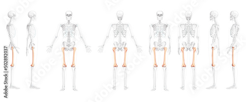 Set of Skeleton femur thigh bone Human front back side view with partly transparent bones position. Realistic 3D flat natural color concept Vector illustration of anatomy isolated on white background
