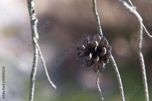 A lonely pine cone on a dead branch