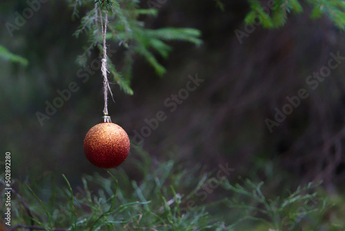 A christmas decoration in a oine tree in the forest photo