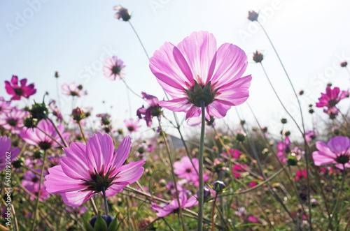 chrysanthemum at sunlight