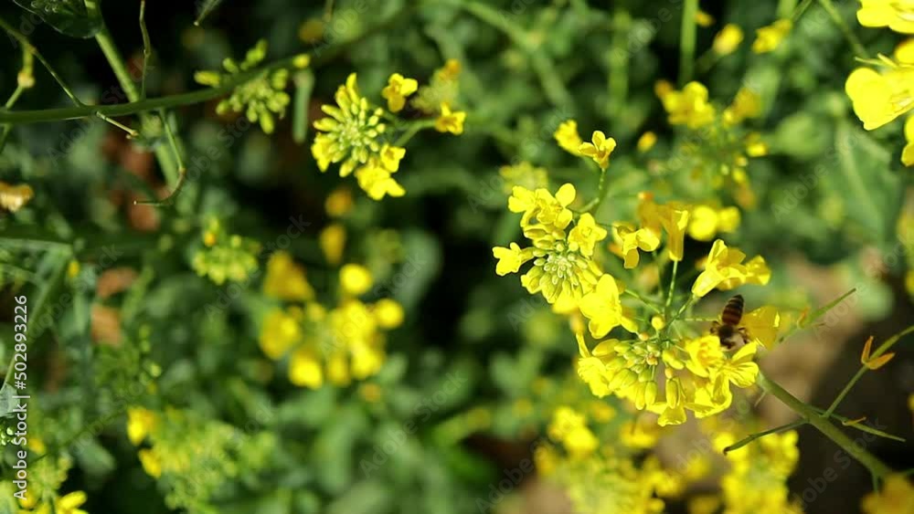 Zoom in on bee collecting nectar from rapeseed flower, close up Zoom in on bee collecting nectar from rapeseed flower, close up