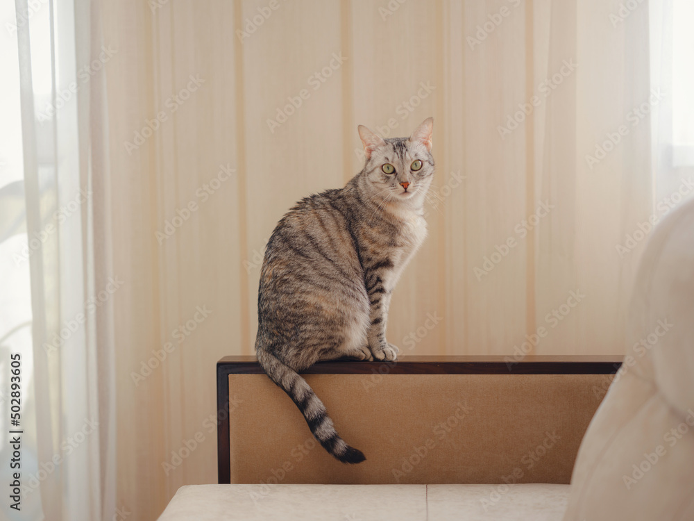 cat sitting on armrest of sofa, Backdrop of beige wallpaper and tulle in living room with copy space, Pets with Furniture and Home decoration minimal style. cat sitting on armrest of sofa, Backdrop of beige wallpaper and tulle in living room with copy space, Pets with Furniture and Home decoration minimal style.