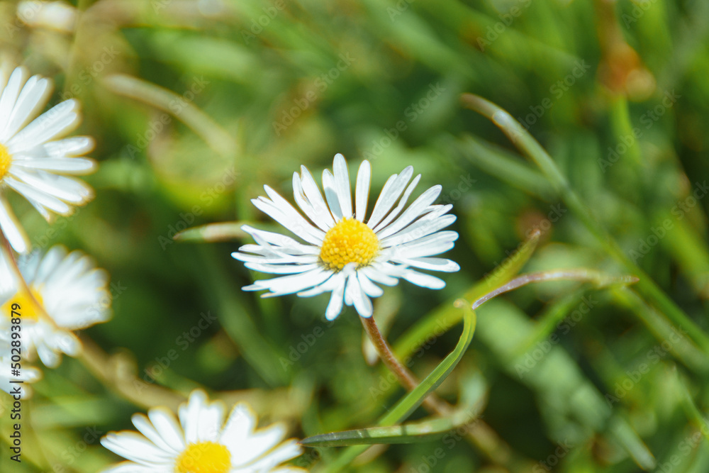 Obraz premium daisy flower