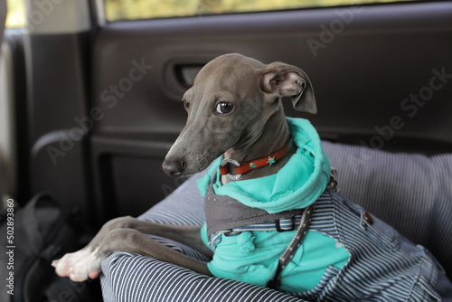 車の後部座席に座るイタリアングレーハウンドの子犬