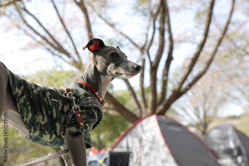 キャンプ場に連れてきたペットの犬