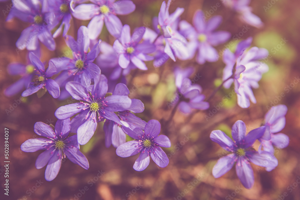 Fototapeta premium blue snowdrops on a forest glade 
