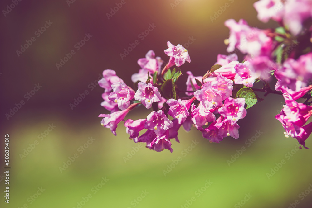 Fototapeta premium pink weigela blooms in the Botanical garden