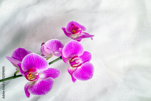 The branch of purple orchids on white fabric background 