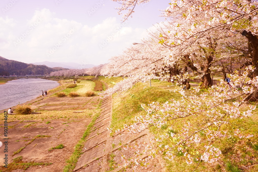 Pink Sakura or Cherry Blossom Tunnel around the banks of the Hinokinai River in Kakunodate, Akita, Japan - 日本 秋田県 角館 桧木内川堤 桜のトンネル Pink Sakura or Cherry Blossom Tunnel around the banks of the Hinokinai River in Kakunodate, Akita, Japan - 日本 秋田県 角館 桧木内川堤 桜のトンネル