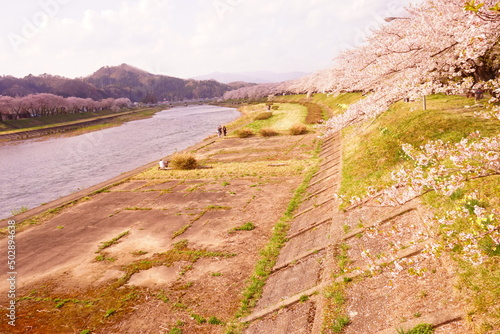 Pink Sakura or Cherry Blossom Tunnel around the banks of the Hinokinai River in Kakunodate  Akita  Japan -                                                           