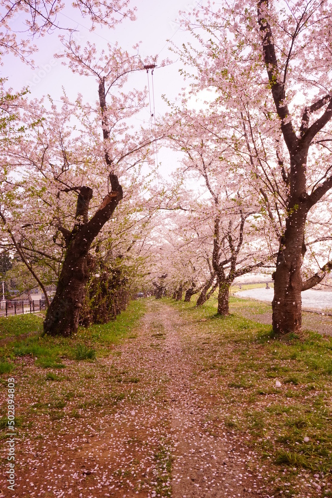Pink Sakura or Cherry Blossom Tunnel around the banks of the Hinokinai River in Kakunodate, Akita, Japan - 日本 秋田県 角館 桧木内川堤 桜のトンネル