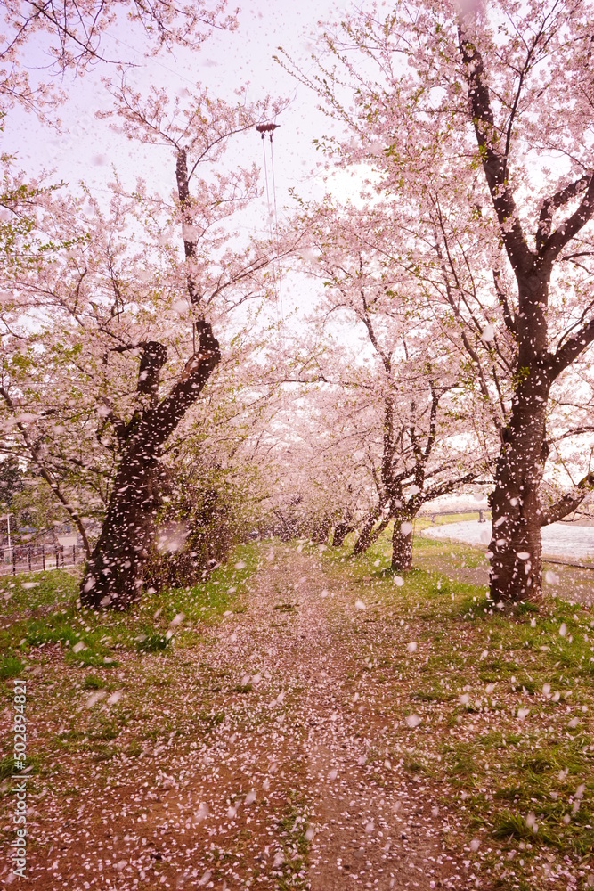 Pink Sakura or Cherry Blossom Tunnel around the banks of the Hinokinai River in Kakunodate, Akita, Japan - 日本 秋田県 角館 桧木内川堤 桜のトンネル Pink Sakura or Cherry Blossom Tunnel around the banks of the Hinokinai River in Kakunodate, Akita, Japan - 日本 秋田県 角館 桧木内川堤 桜のトンネル