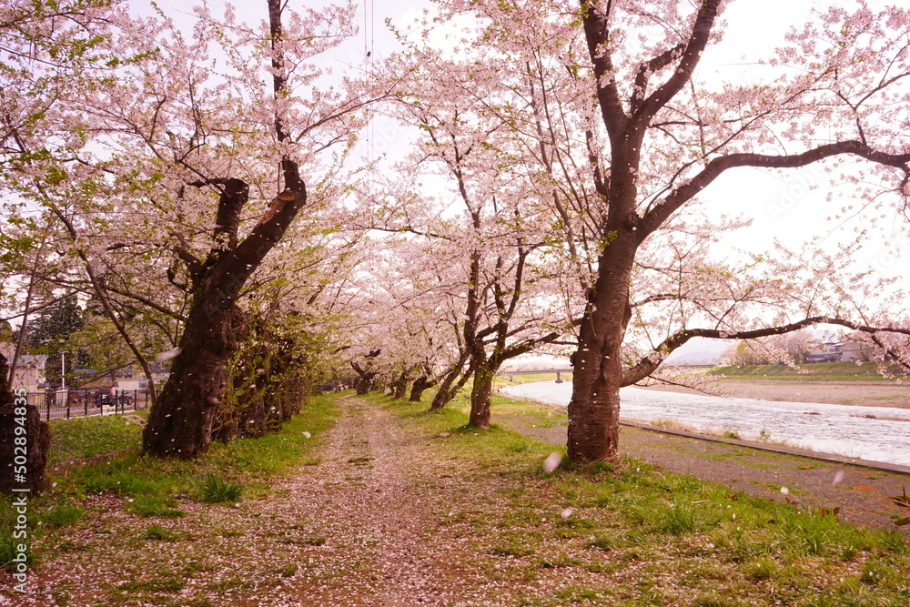 Pink Sakura or Cherry Blossom Tunnel around the banks of the Hinokinai River in Kakunodate, Akita, Japan - 日本 秋田県 角館 桧木内川堤 桜のトンネル Pink Sakura or Cherry Blossom Tunnel around the banks of the Hinokinai River in Kakunodate, Akita, Japan - 日本 秋田県 角館 桧木内川堤 桜のトンネル