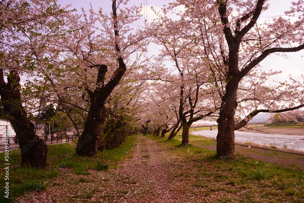 Pink Sakura or Cherry Blossom Tunnel around the banks of the Hinokinai River in Kakunodate, Akita, Japan - 日本 秋田県 角館 桧木内川堤 桜のトンネル Pink Sakura or Cherry Blossom Tunnel around the banks of the Hinokinai River in Kakunodate, Akita, Japan - 日本 秋田県 角館 桧木内川堤 桜のトンネル