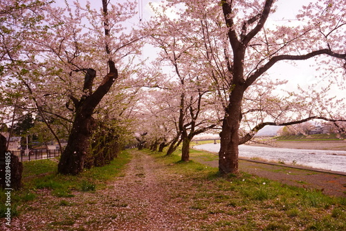 Pink Sakura or Cherry Blossom Tunnel around the banks of the Hinokinai River in Kakunodate  Akita  Japan -                                                           