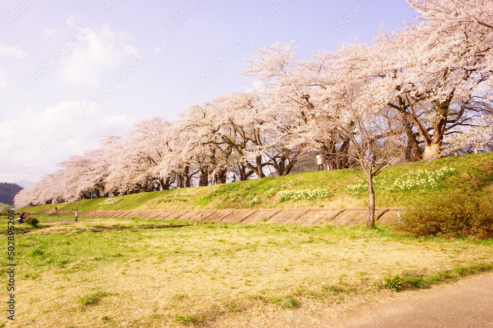 Pink Sakura or Cherry Blossom Tunnel around the banks of the Hinokinai River in Kakunodate, Akita, Japan - 日本 秋田県 角館 桧木内川堤 桜のトンネル