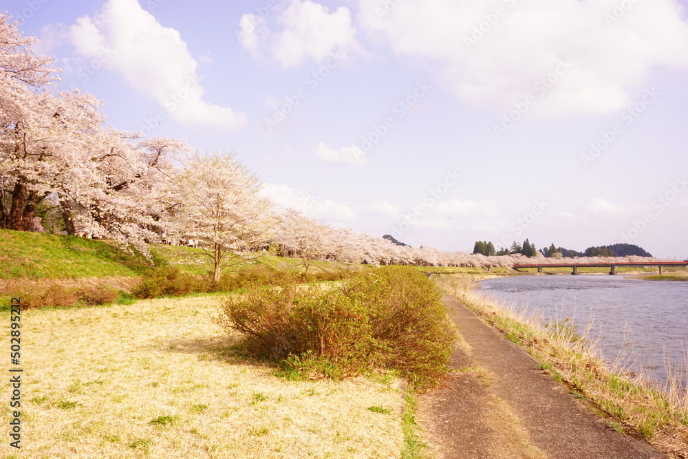 Fototapeta premium Pink Sakura or Cherry Blossom Tunnel around the banks of the Hinokinai River in Kakunodate, Akita, Japan - 日本 秋田県 角館 桧木内川堤 桜のトンネル
