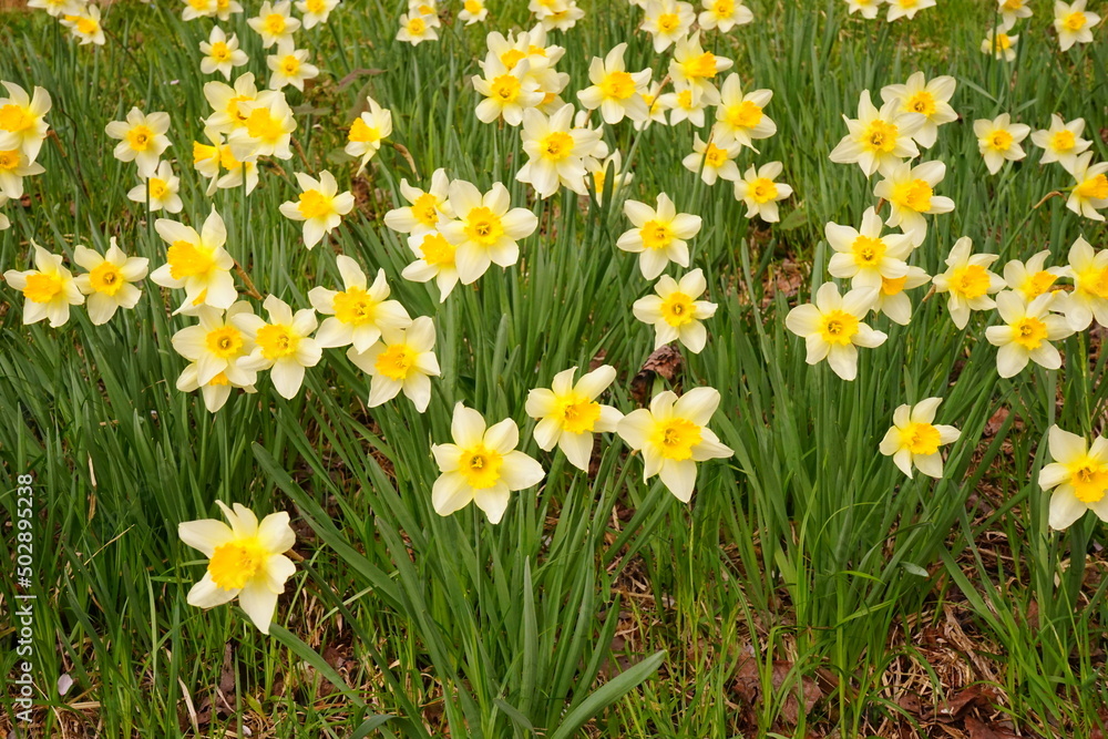 Fototapeta premium Yellow Narscissus or Daffodill Flower, Spring Image - 日本 花 黄色 水仙 