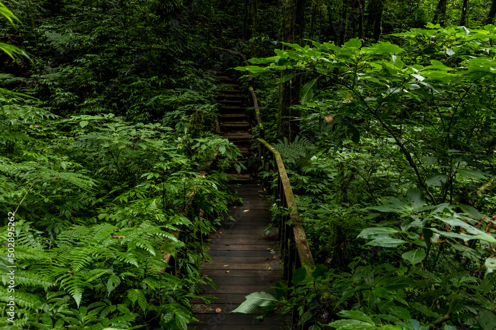 Obraz premium Path way through the forest natural tropical forest nature field, Relaxing with ecological environment, Wooden walking path through tropical rain forest.