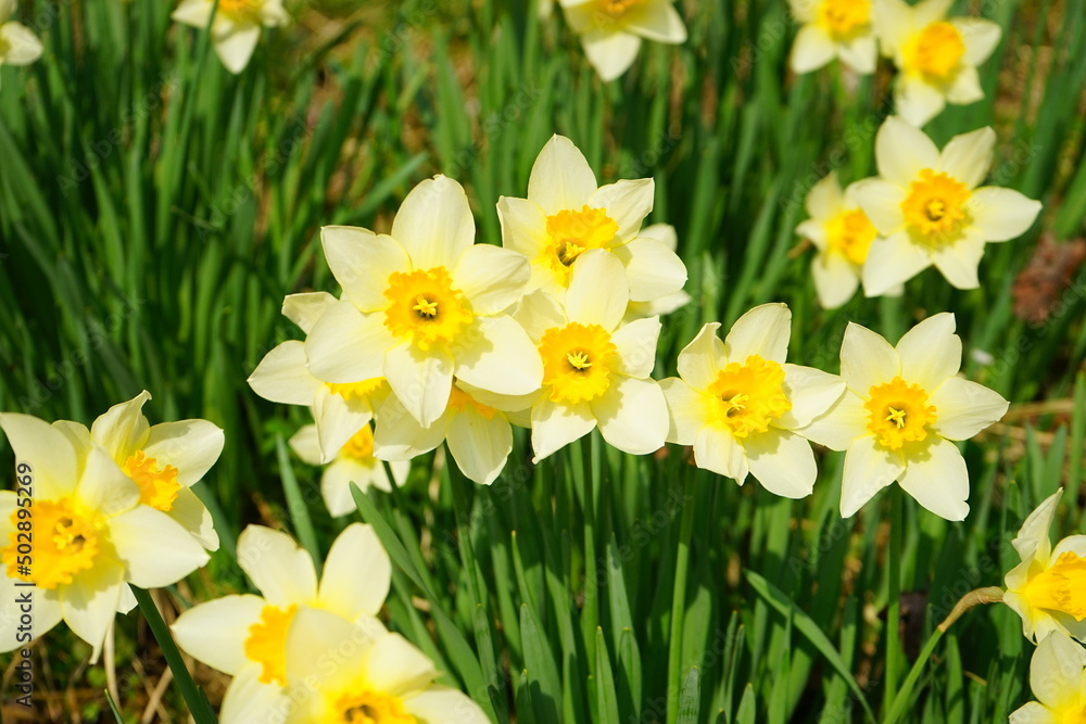 Fototapeta premium Yellow Narscissus or Daffodill Flower, Spring Image - 日本 花 黄色 水仙