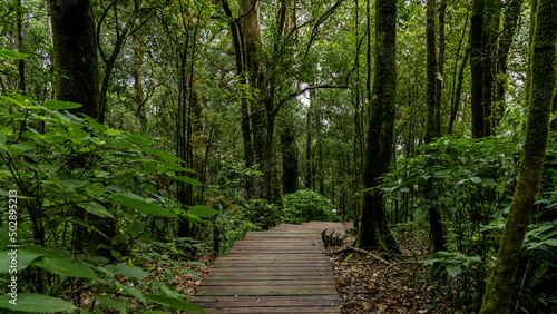 Path way through the  forest natural  tropical forest nature field  Relaxing with ecological environment  Wooden walking path through tropical rain forest.