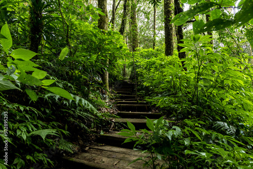 Path way through the  forest natural  tropical forest nature field  Relaxing with ecological environment  Wooden walking path through tropical rain forest.