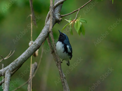 Black-throated blue warbler Lake Roland photo