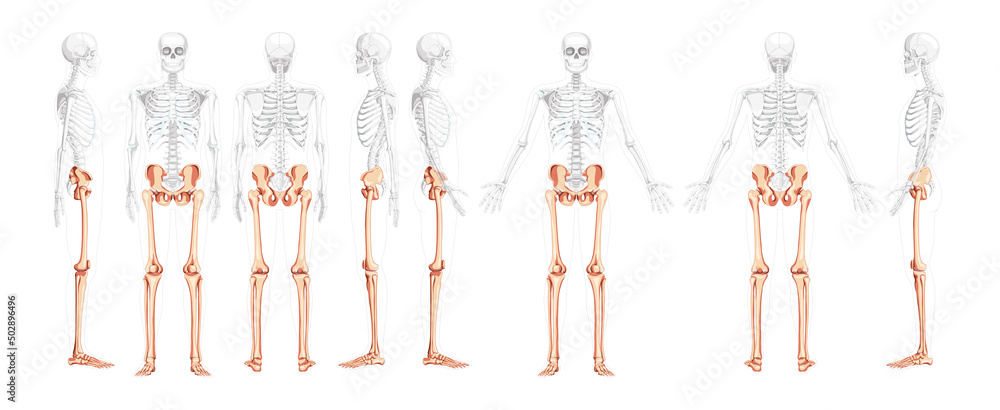 Set of lower limbs Human Pelvis with legs, Thighs Feet, ankles Skeleton front back side view with partly transparent body. Anatomically correct 3D realistic flat concept Vector illustration isolated Set of lower limbs Human Pelvis with legs, Thighs Feet, ankles Skeleton front back side view with partly transparent body. Anatomically correct 3D realistic flat concept Vector illustration isolated