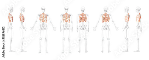Rib cage Skeleton Human ventral, lateral, and dorsal view with partly transparent bones position. Set of Anatomically correct realistic flat natural color concept Vector illustration isolated