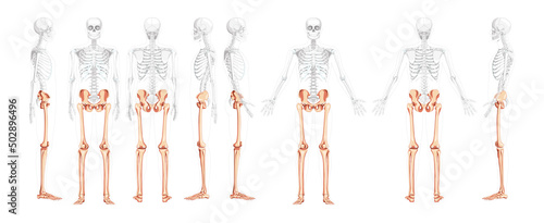 Set of lower limbs Human Pelvis with legs, Thighs Feet, ankles Skeleton front back side view with partly transparent body. Anatomically correct 3D realistic flat concept Vector illustration isolated
