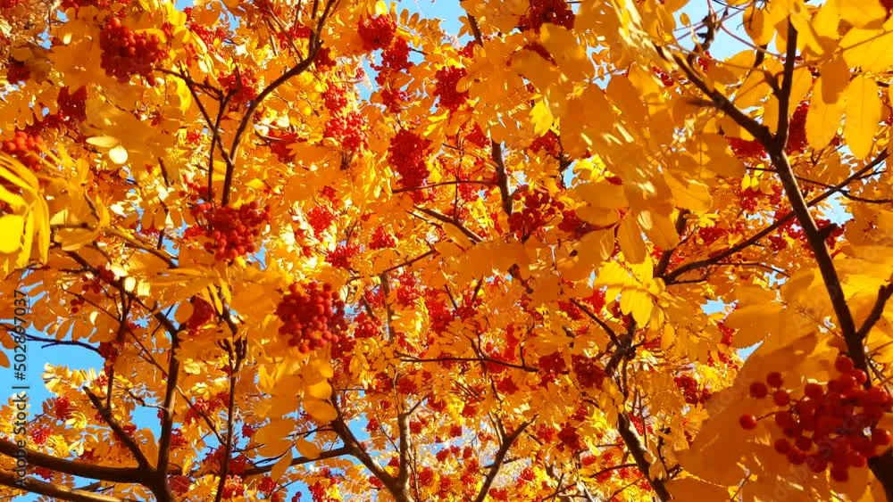 4k video, Beautiful red-orange clusters of mountain ash swaying in the wind, golden-yellow leaves of mountain ash in autumn, a view of the sky from below. 4k video, Beautiful red-orange clusters of mountain ash swaying in the wind, golden-yellow leaves of mountain ash in autumn, a view of the sky from below.