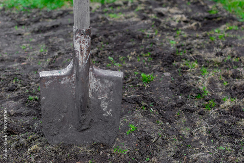 A shovel stuck in the ground. Preparatory work before planting in the garden. Selective focus