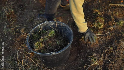 Wallpaper Mural Men gardener puts freshly cut grass black plastic basket with lying on the green lawn after mowing. Torontodigital.ca