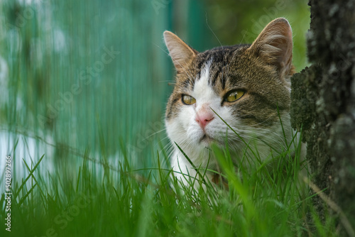 A spotted cat peeks out from behind the grass, near a birch stovbur. photo