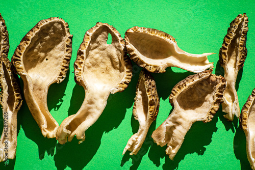 morels on the bright background