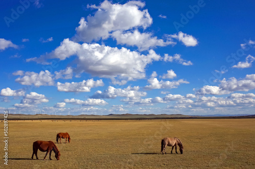 horse in pasture with cloudy blue sky