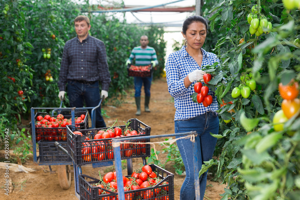 Obraz premium International farmer team harvesting red tomatoes in greenhouse