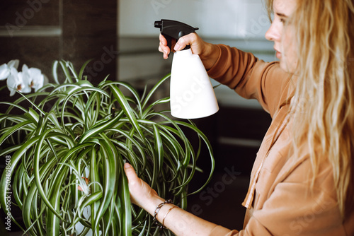 Attractive blond woman spray on green spider plant at home using a spray bottle, sprinkling, watering. Cultivating herbs photo