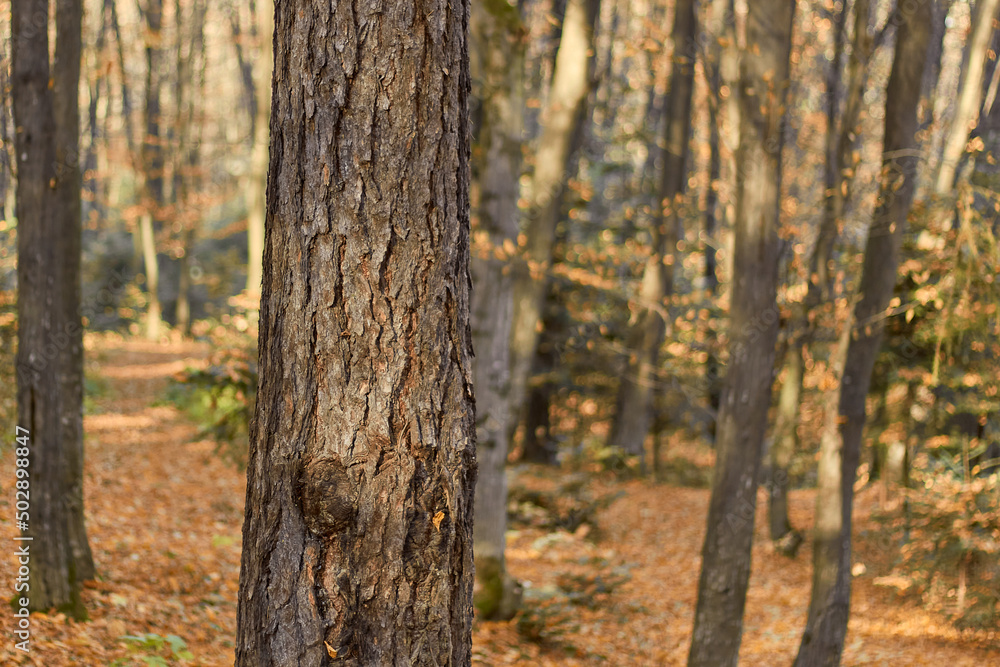 Tree trunk close up on forest background. Tree trunk close up on forest background.